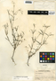 Pectis linifolia var. linifolia, Guatemala, P. C. Standley 74802, F